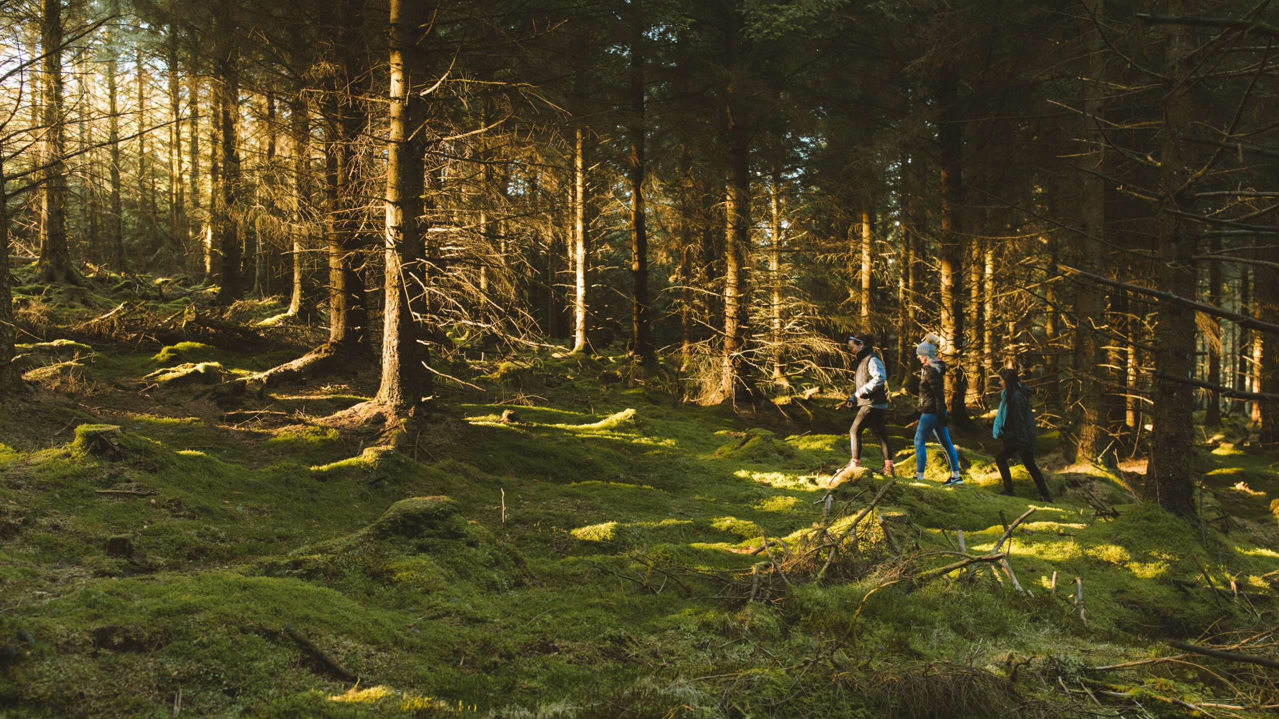 Three people walking uphill through a forested area of Cruagh Wood in the light of sunrise.