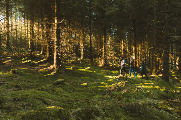 Three people walking uphill through a forested area of Cruagh Wood in the light of sunrise.